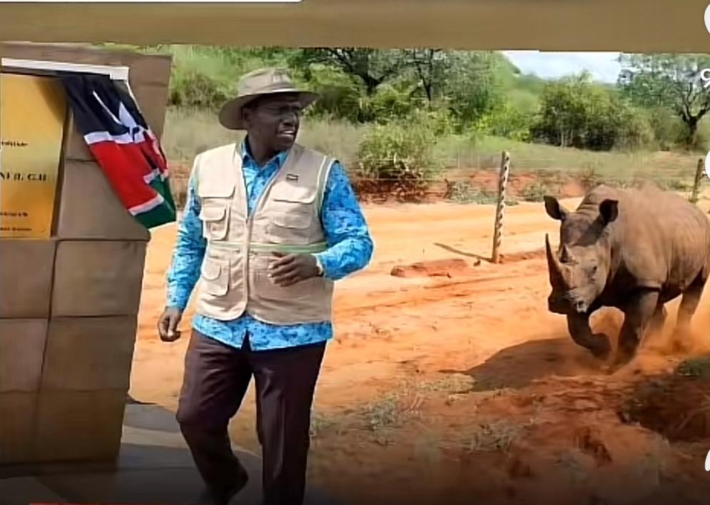 🦏 Close Call in the Wild: President Ruto’s Heart-Stopping Encounter at Tsavo